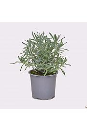 Lavandula angustifolia Ø 14