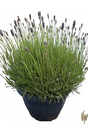 Lavandula hidcote Ø25