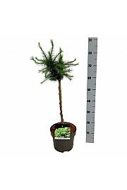 Larix decidua Little Bogle C5 Lit. Na steblu 40 cm