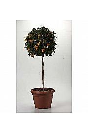 Lantana camara Ø30 Na Steblu 30 cm