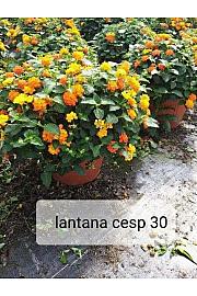 Lantana camara Ø30