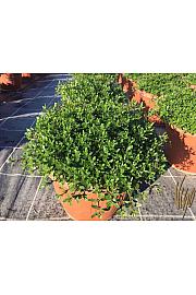 Satureja montana Ø25