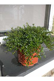 Satureja montana Ø19