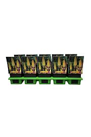 Kniphofia Citrina Ø11