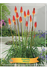 Kniphofia Alcazar Ø11