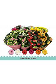 Kalanchoe blos. Calandiva Ø9 mix