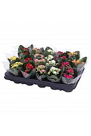 Kalanchoe blos. Calandiva Ø6 mix