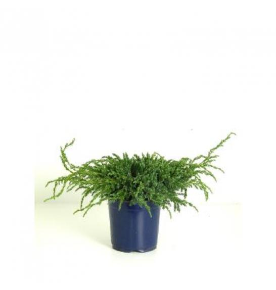 Juniperus squamata Blue Carpet C2 Lit. 15-20 cm