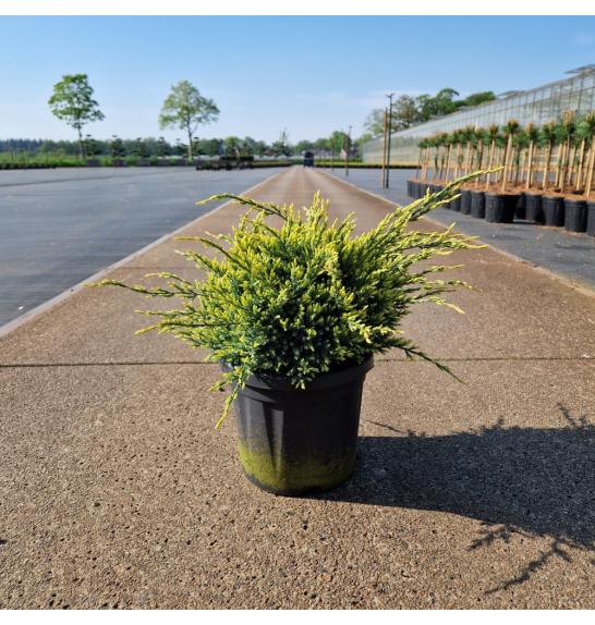 Juniperus squamata Holger C6 Lit. 25-30 cm