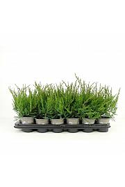 Juniperus sabina Tamariscifolia Ø9