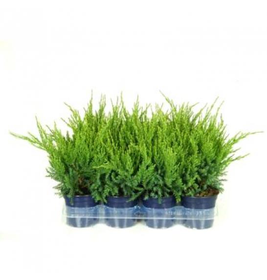 Juniperus pfitzeriana Mint Julep Ø11 10-15 cm