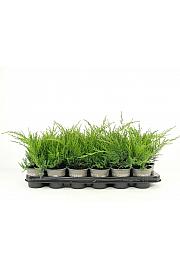 Juniperus pfitzeriana Gold Coast Ø9