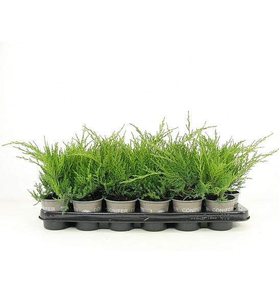 Juniperus pfitzeriana Gold Coast Ø9