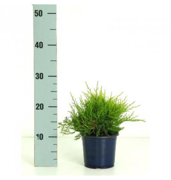 Juniperus pfitzeriana Gold Coast C1 Lit. 15-20 cm