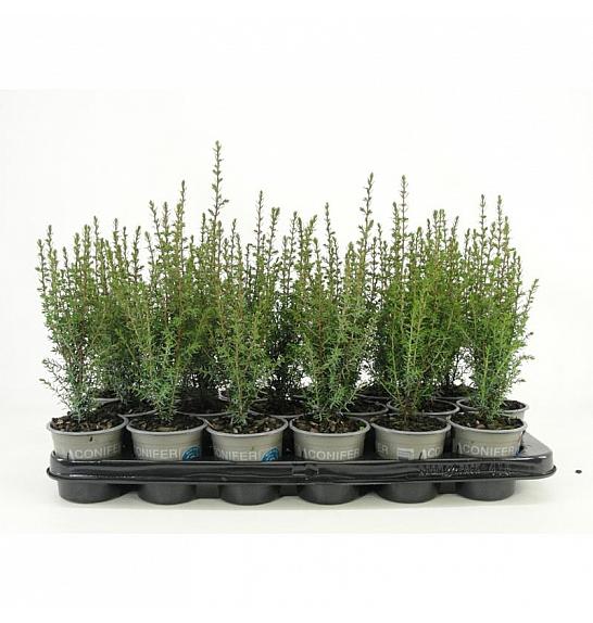 Juniperus pfitzeriana Glauca Ø9