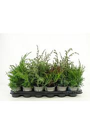 Juniperus Mix Ø9