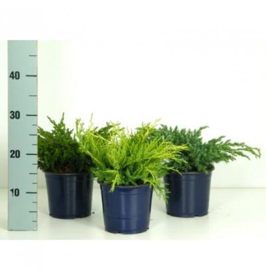 Juniperus Mix Ø15 15-20 cm