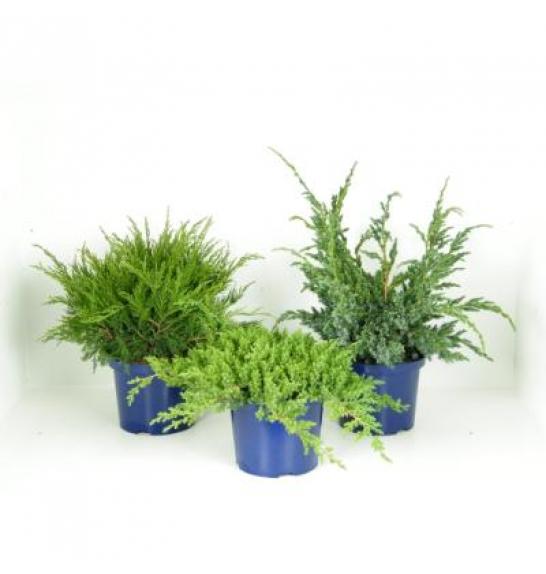 Juniperus Mix C5 Lit. 30-40 cm