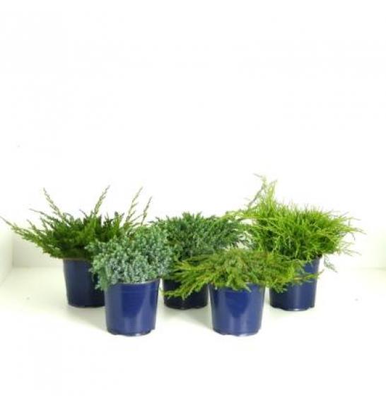 Juniperus Mix C2 Lit. 15-20 cm