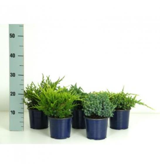 Juniperus Mix C1 Lit. 15-20 cm