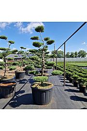 Juniperus media Pfitzeriana compacta C230 Lit. 180-200 cm Bonsai