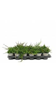 Juniperus horizontalis Wiltonii Ø9