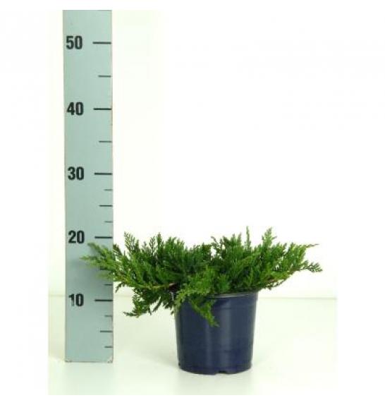 Juniperus horizontalis Wiltonii Ø 15 15-20 cm