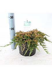 Juniperus horizontalis Golden Carpet C2,5 Lit. 25-30 cm