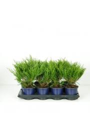 Juniperus horizontalis Andorra compacta C1 Lit. 15-20 cm