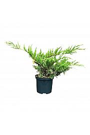 Juniperus hetzii White Splash C2,5 Lit. 25-30 cm