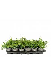 Juniperus conferta Schlager Ø9