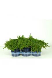 Juniperus conferta Schlager Ø15 15-20 cm