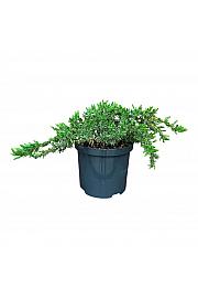 Juniperus conferta Schlager C2,5 Lit. 25-30 cm
