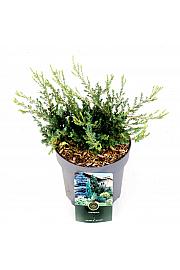 Juniperus communis Repanda C2,5 Lit. 20-25 cm