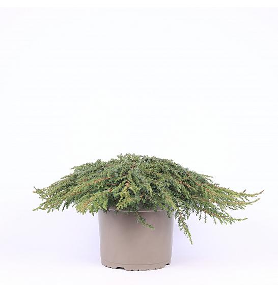 Juniperus communis Green Carpet C5 Lit. 20-30 cm