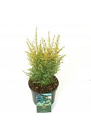 Juniperus communis Gold Cone C2,5 Lit. 20-25 cm