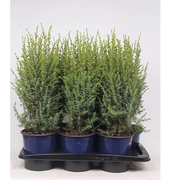 Juniperus communis Arnold C2 Lit. 40-60 cm