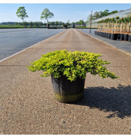 Juniperus communis Goldschatz C8 Lit. 30-40 cm
