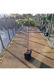 Juniperus communis Goldschatz C15 Lit. Na steblu 80 cm