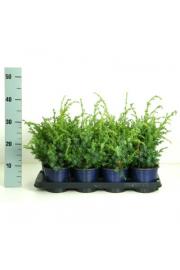 Juniperus chinensis Blue Alps C1 Lit. 15-20 cm
