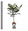 Juglans regia C5 Lit. 80-100 cm Patio