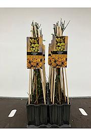 Jasminum nudiflorum C1,5 Lit. 30-40 cm