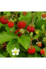 Jagoda Alexandria Ø10,5