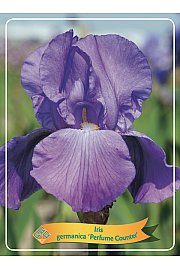 Iris germanica Perfume Counter Ø11
