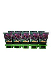 Iris germanica Lent A. Williamson Ø11