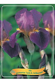 Iris germanica Lent A. Williamson Ø11