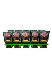 Iris germanica Indian Chief Ø11