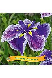 Iris ensata Crystal Halo C5 Lit.