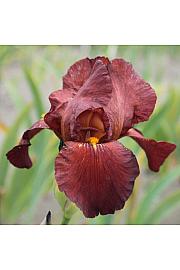 Iris ensata Crystal Halo C5 Lit.