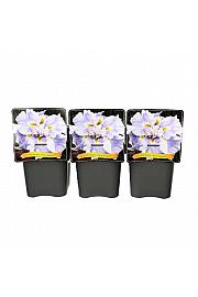 Iris ensata Wave Action ® C5 Lit.